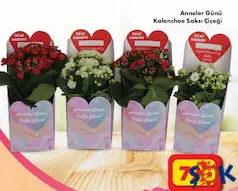 ANNELER GÜNÜ KALANCHOE SAKSI ÇİÇEĞİ ANNELER GÜNÜ KALANCHOE SAKSI ÇİÇEĞİ
